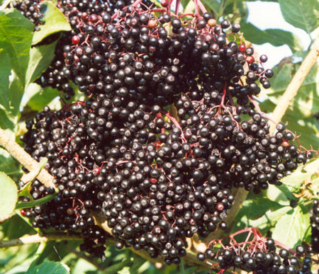 SAMBUCUS nigra ´Haidegg 17´