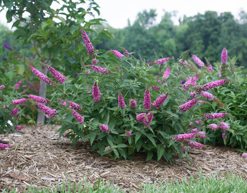 BUDDLEJA ´Pink Micro Chip´® (´NC20102´)Ⓢ PW®