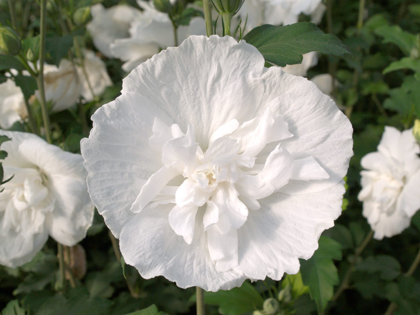 HIBISCUS syriacus ´White Chiffon´ (´Notwoodtwo´)Ⓢ