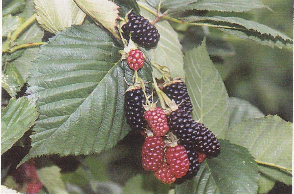 RUBUS fruticosus ´Black Satin´