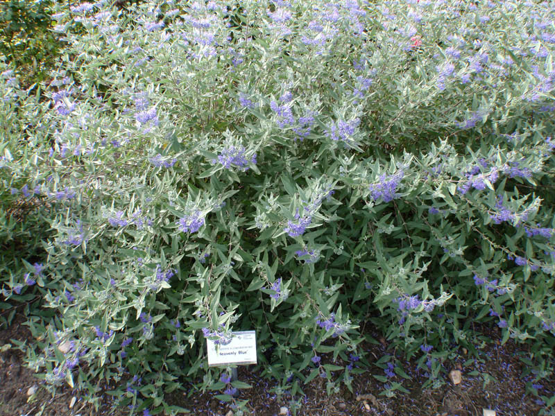 CARYOPTERIS clandonensis ´Heavenly Blue´