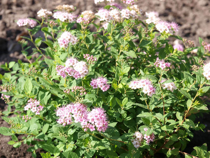 SPIRAEA japonica ´Little Princess´