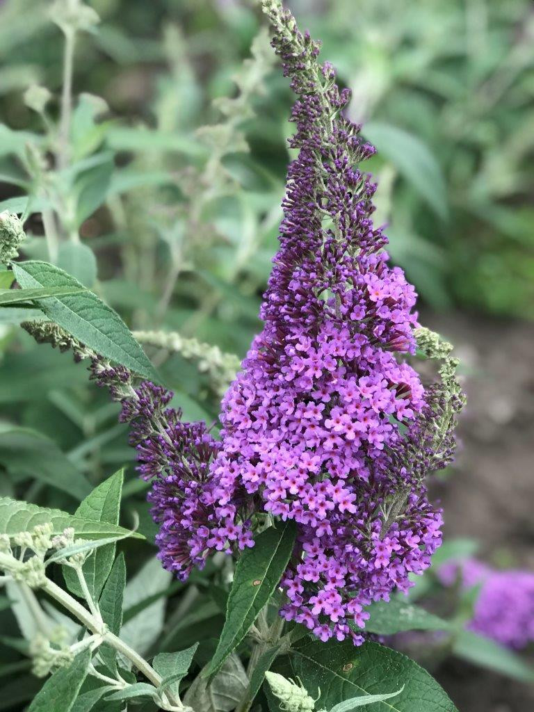 BUDDLEJA davidii ´Rêve de Papillon® Lavender´ (´Bostulu´)Ⓢ