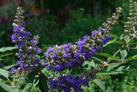 VITEX agnus-castus ´Delta Blues´ (´PIIVAC-I´) FE®