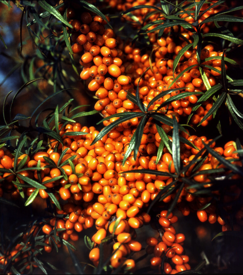 HIPPOPHAE rhamnoides ´Askola´