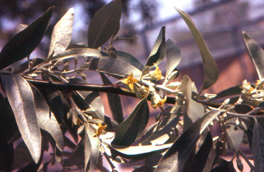 ELAEAGNUS angustifolia