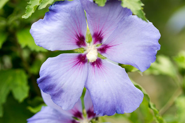 HIBISCUS syriacus ´Hawaii´® (´MINSYGRBL1´)Ⓢ FE®