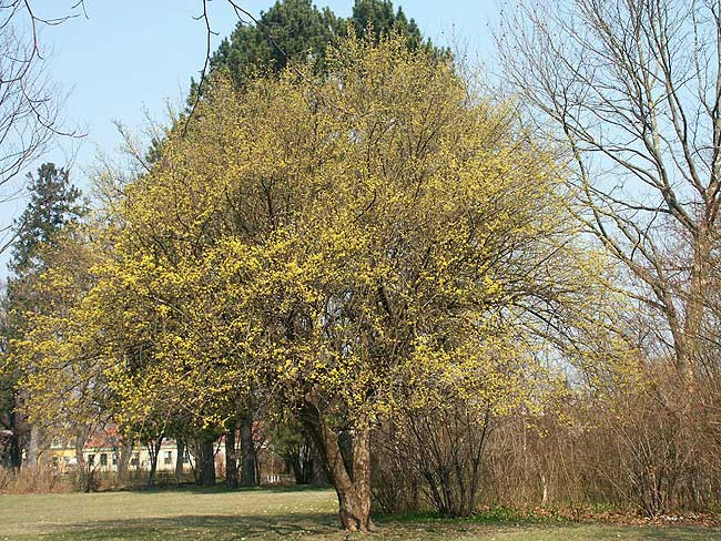 CORNUS mas (= mascula)