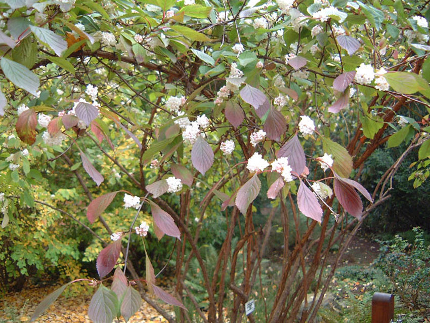 VIBURNUM farreri (= fragrans)