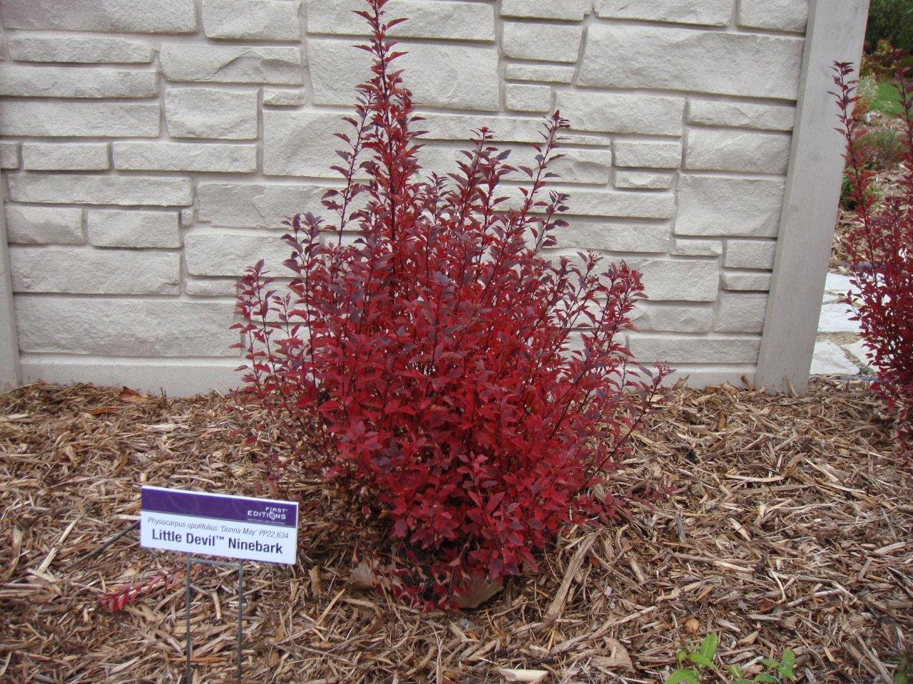 Image of physocarpus opulifolius little devil dark red leaves