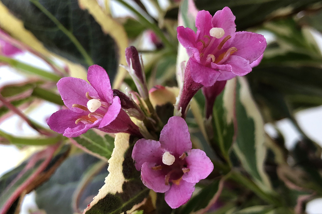 WEIGELA florida ´All Summer® (´Verweig 8´)Ⓢ Laubgehölze