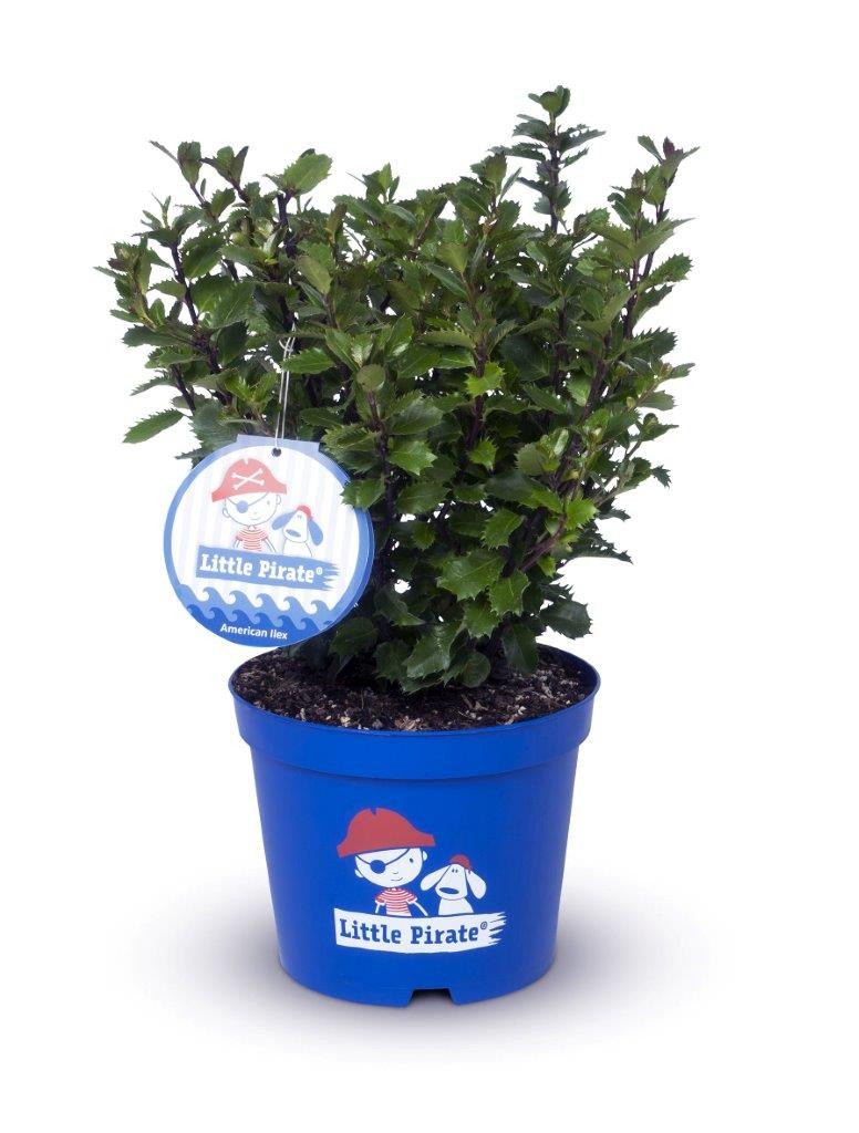 ILEX meserveae ´Little Pirate´® (´Monnieves´)Ⓢ