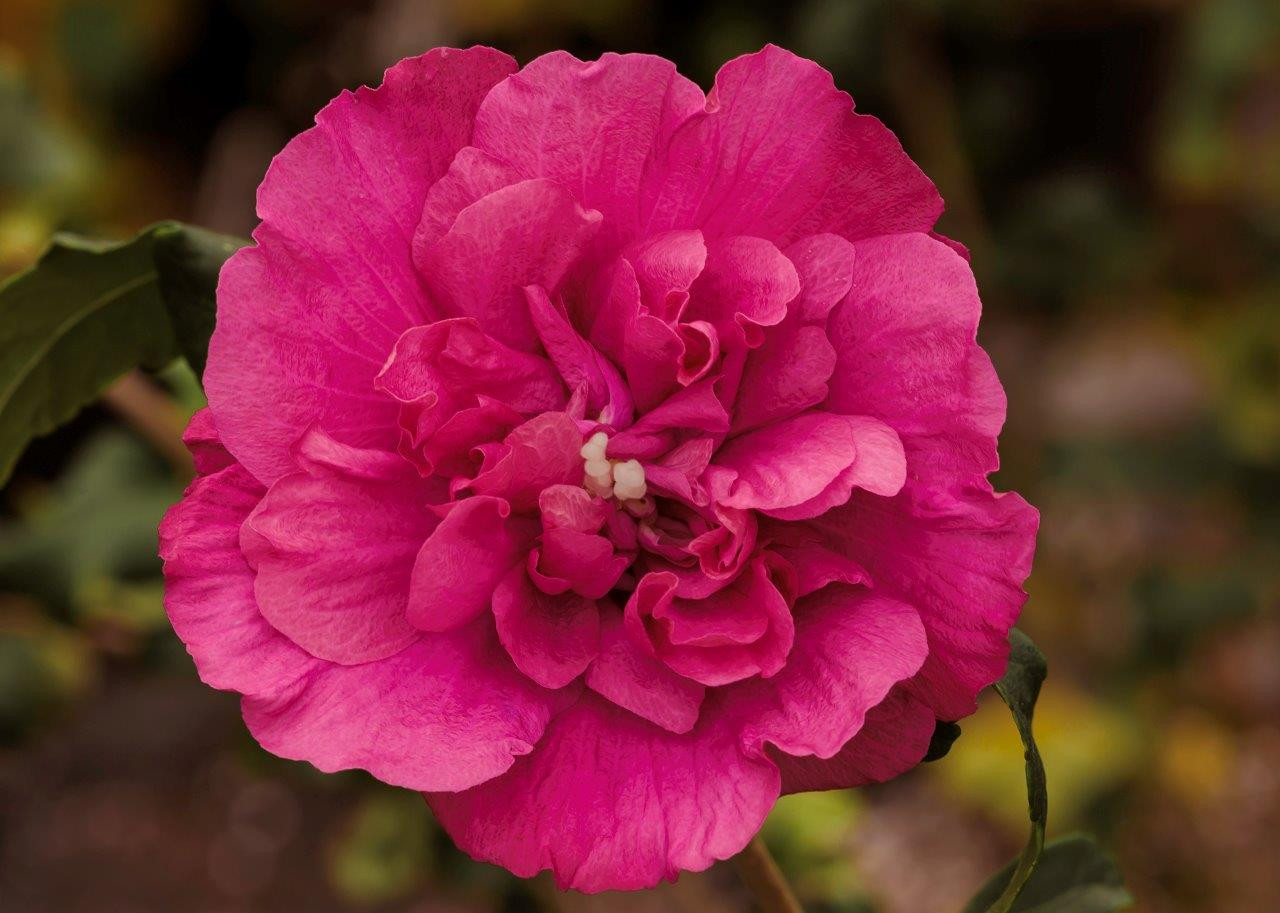 HIBISCUS syriacus ´Magenta Chiffon´ (´Rwoods5´)Ⓢ