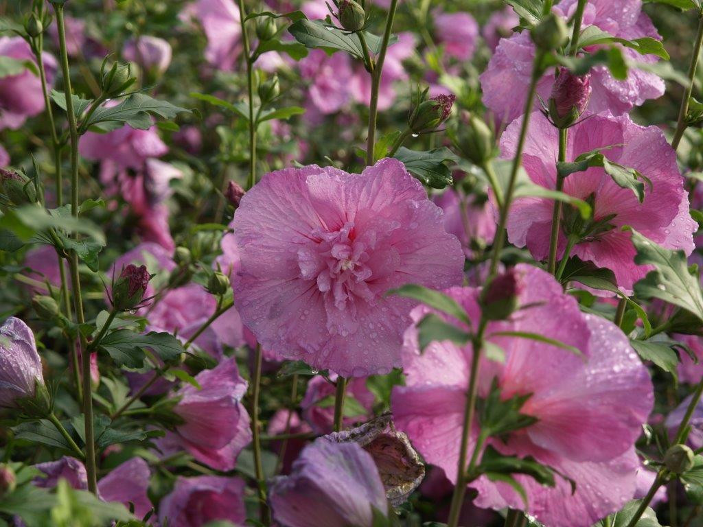 HIBISCUS syriacus ´Lavender Chiffon´ (´Notwoodone´)Ⓢ