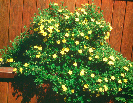 POTENTILLA fruticosa ´Kobold´