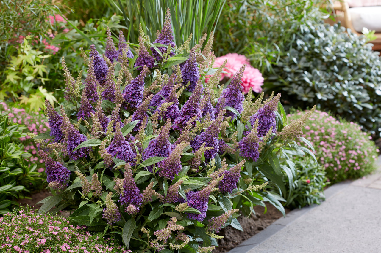 BUDDLEJA davidii ´Butterfly Candy® Little Lila´ (´BotEx004´)Ⓢ