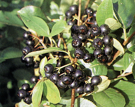 ARONIA prunifolia ´Viking´ (= melanocarpa ´Viking´)