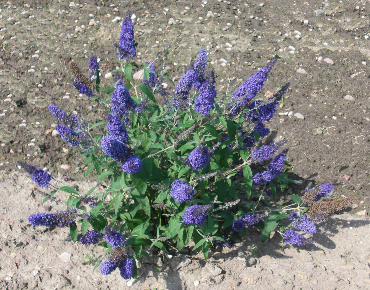 BUDDLEJA davidii ´Ellens Blue´