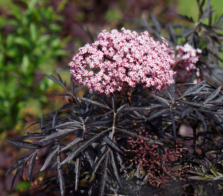 SAMBUCUS nigra ´Cherry Lace´ (´Hyfjolais´)Ⓢ