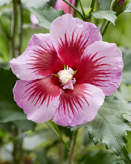 HIBISCUS syriacus ´Flower Tower Purple´ (´Gandini Santiago´)Ⓢ