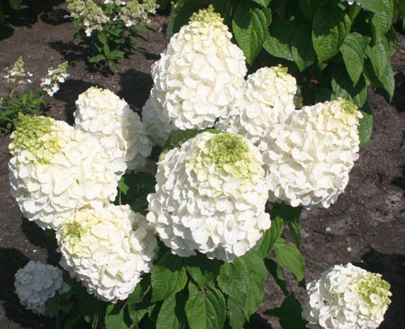 HYDRANGEA paniculata ´Magical® Mont Blanc´ (´Kolmamon´)Ⓢ