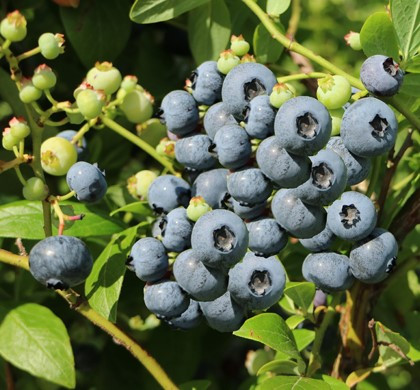 Vaccinium corymbosum ´Blue Gold´