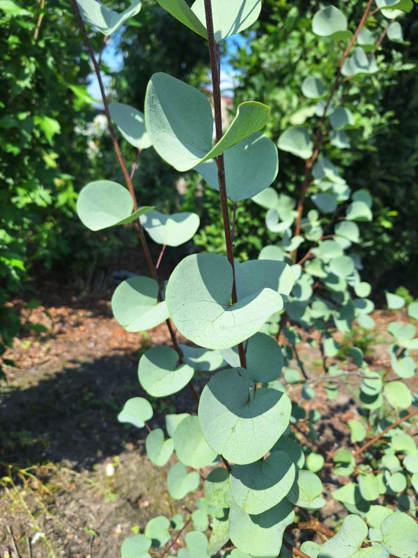 CERCIS griffithii ´Blue Lagoon´ (´RAFMAR1´)Ⓢ | 2j.v.St. P9 0/1/1 | 10301