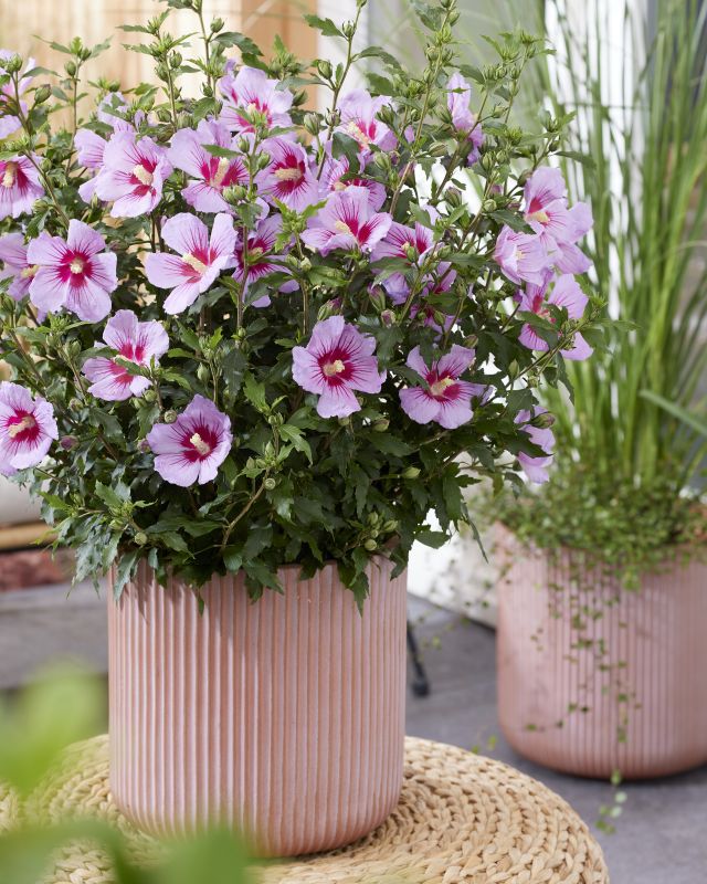 Hibiscus Syriacus White Chiffon | Winterharter Gartenstrauch | 20-30cm Im Topf | Blütenpracht Ab Sommer