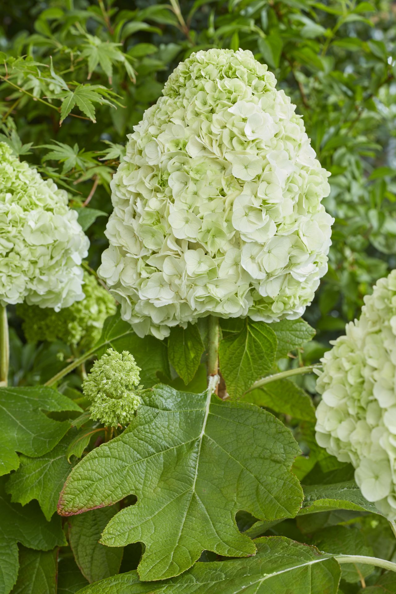 HYDRANGEA quercifolia ´Tara´ (´BIV01´)Ⓢ | 2j.v.St. P9 0/1/1 | 10272